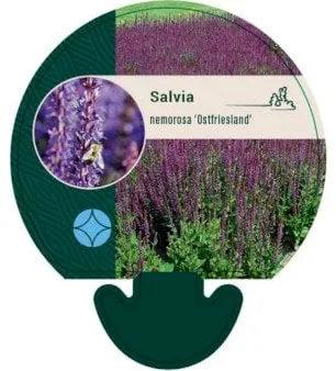 Steppe sage