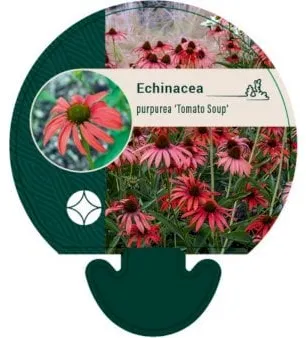 Red coneflower