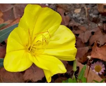 Creeping evening primrose